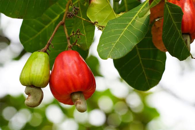 Cashew Plants — Browse 1 varieties